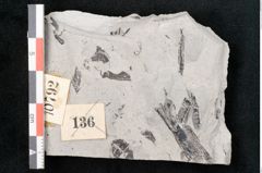 Foto (Detailansicht) von Sohizopteris lactuca Sternbg. (NHMW-GEO-2024-0188-10792)